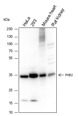 Recombinant PHB2 Monoclonal Antibody-searchlist-1