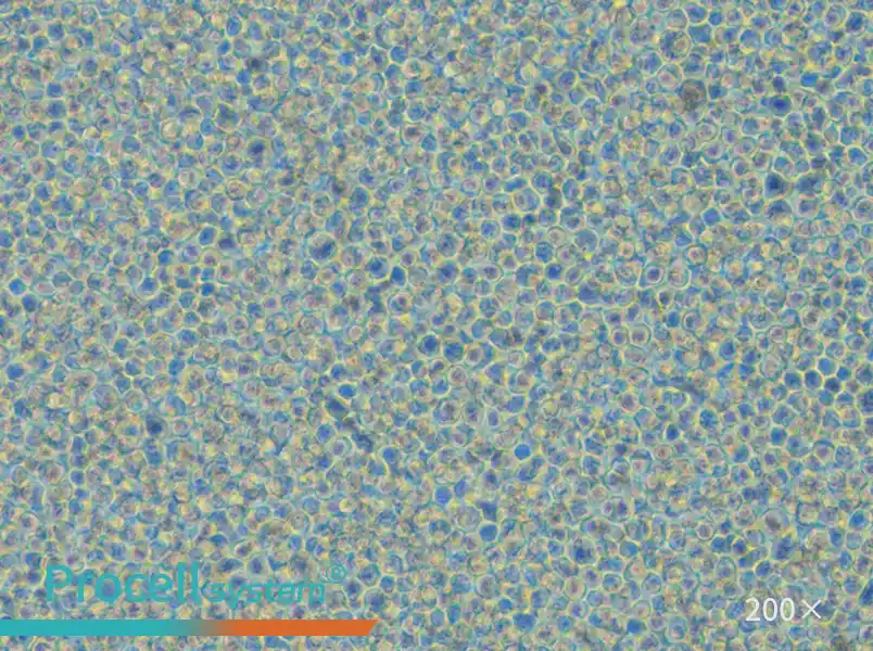 THP-1 Cell Complete Medium - small - 5