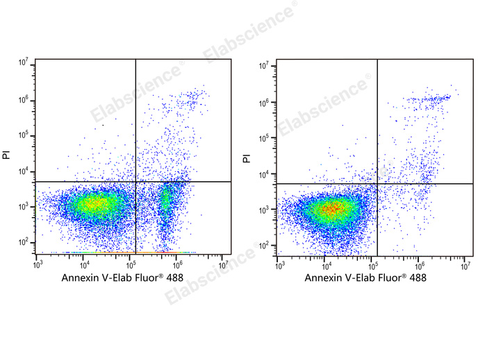 Annexin V-Elab Fluor® 488 Azide-Free Lyophilized Powder-1
