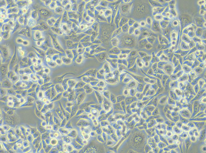 HCT-15-TAX Cell Complete Medium - 6