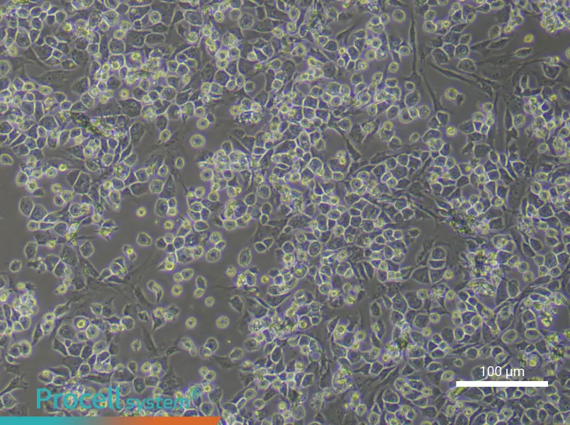 Rat Nucleus Pulposus Cell Complete Medium - 3