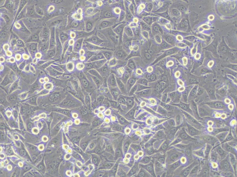 MKN1 Cell Complete Medium - 4