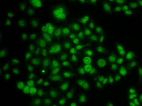 Immunofluorescence analysis of A-549 cells using ATOH7 Polyclonal Antibody