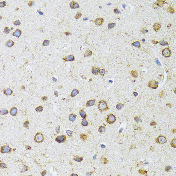 Immunohistochemistry of paraffin-embedded Mouse brain using AIFM3 Polyclonal Antibody at dilution of 1:100 (40x lens).