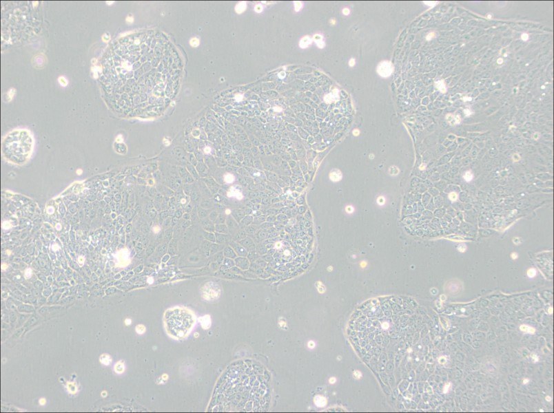 Capan-2 Cell Complete Medium-searchlist-1