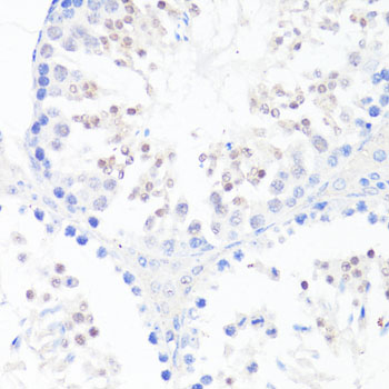Immunohistochemistry of paraffin-embedded Mouse testis using EGFR Polyclonal Antibody at dilution of 1:150 (40x lens).