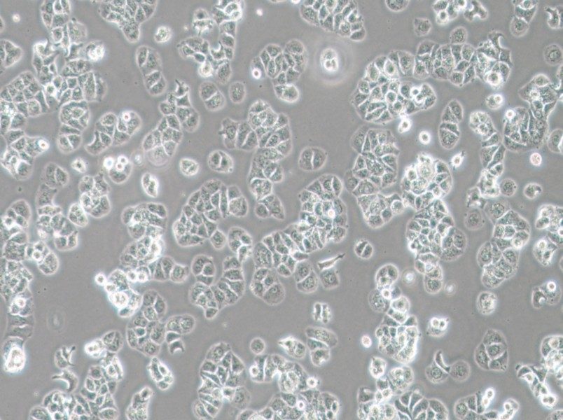 HCC1428 Cell Complete Medium - 3