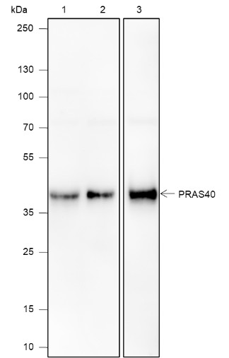 Recombinant PRAS40 Monoclonal Antibody-searchlist-1
