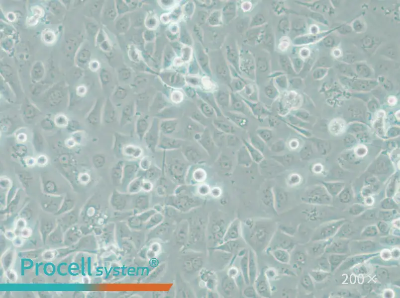 COLO-680N Cell Complete Medium - 5