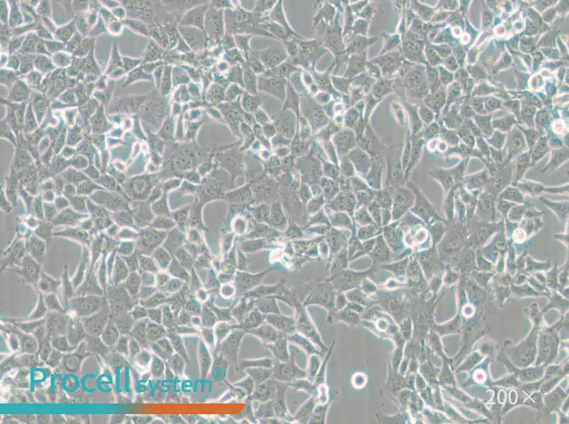 MC38 Cell Complete Medium - 4