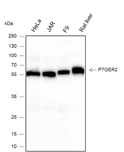 Recombinant PTGER2 Monoclonal Antibody-searchlist-1