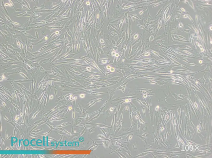 8305C Cell Complete Medium8305C Cell Complete Medium - 3