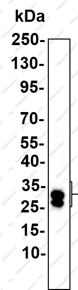 Recombinant OTX2 Monoclonal Antibody - 1