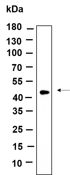 Recombinant TPST2 Monoclonal Antibody-searchlist-1