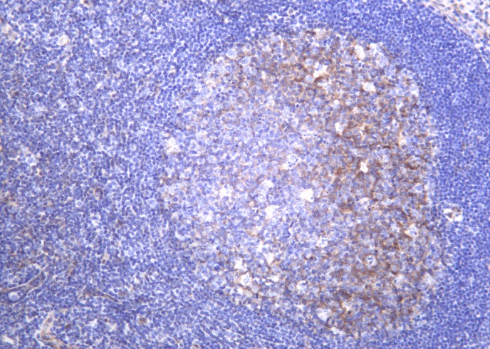 Recombinant Integrin α5 Monoclonal Antibody-searchlist-1