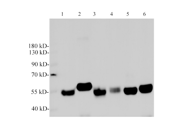 Purified Anti-Human CD5 Antibody[UCHT2]-产品推荐-1