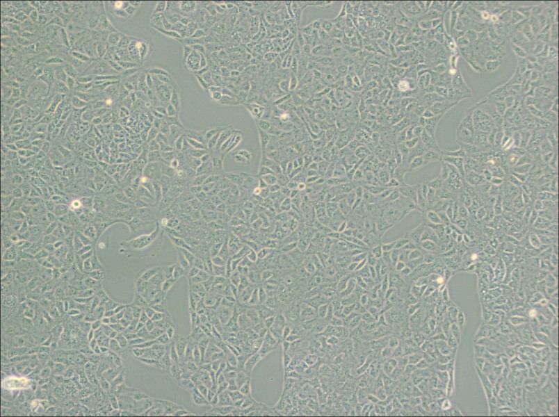 VERO C1008 [Vero E6] Cell Complete Medium - 3