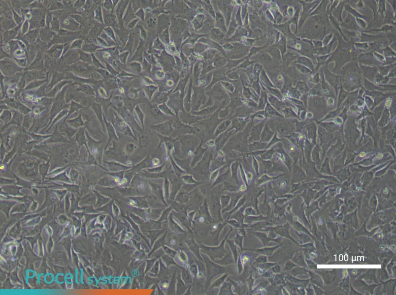 Mouse Cardiac Microvascular Pericyte Complete Medium - 3