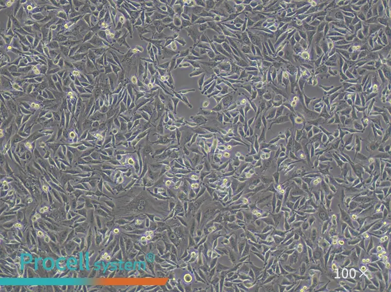 L6 Cell Complete MediumL6 Cell Complete Medium - 2