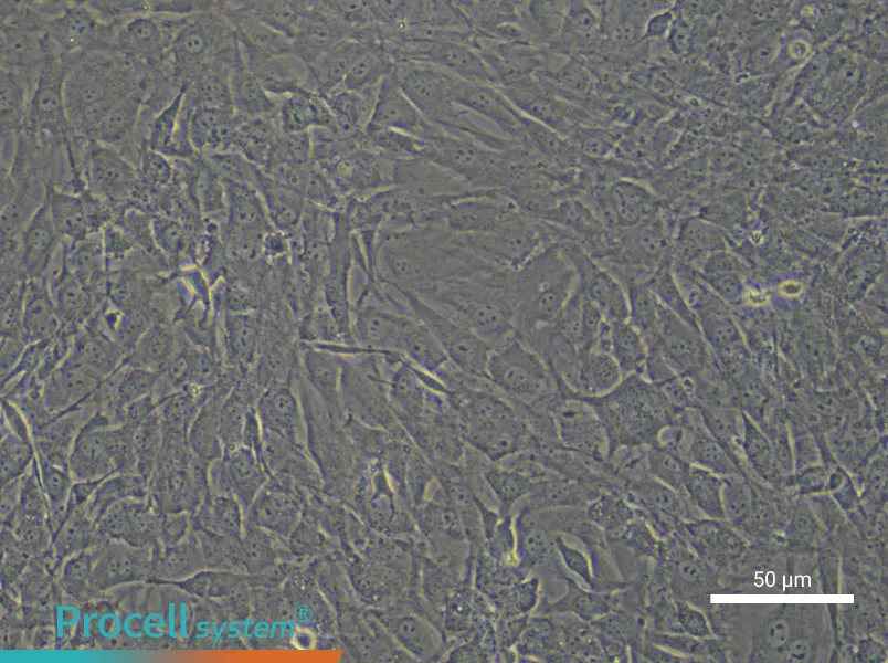Mouse Skeletal Muscle Satellite Cell Complete Medium - small - 6