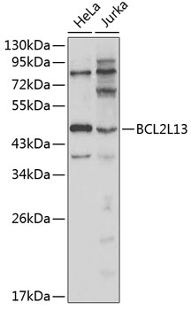 Western blot analysis of extracts of various cell lines using BCL2L13 Polyclonal Antibody