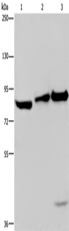 Western Blot analysis of NIH/3T3 cell, Mouse lung and liver tissue using ECE1 Polyclonal Antibody at dilution of 1:550