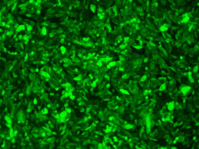 CHO-K1-GFP Cell Complete Medium - 2