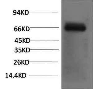 Western Blot analysis of Bovine Serum Albumin with Bovine Serum Albumin Monoclonal Antibody.