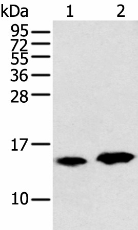 Western blot analysis of Rat heart tissue and Mouse brain tissue  using CARTPT Polyclonal Antibody at dilution of 1:350