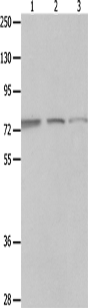 Western Blot analysis of A549, Jurkat and 293T cell using MAGED1 Polyclonal Antibody at dilution of 1:1200