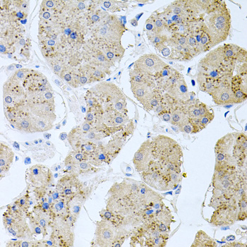 Immunohistochemistry of paraffin-embedded Human stomach using RAPSN Polyclonal Antibody at dilution of  1:100 (40x lens).