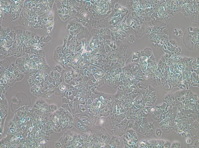MDA-MB-415 (DMEM) Cell Complete Medium - 3