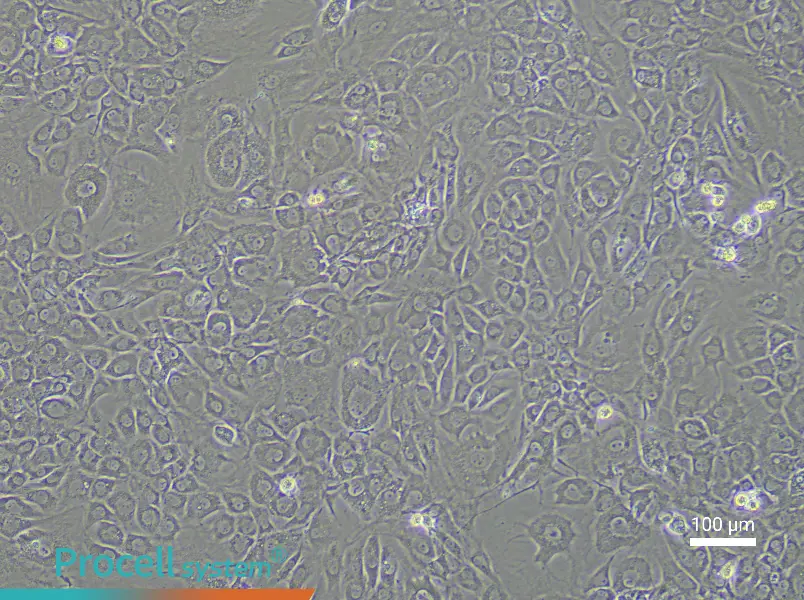 Rat Acetabular Chondrocyte Complete Medium - 3