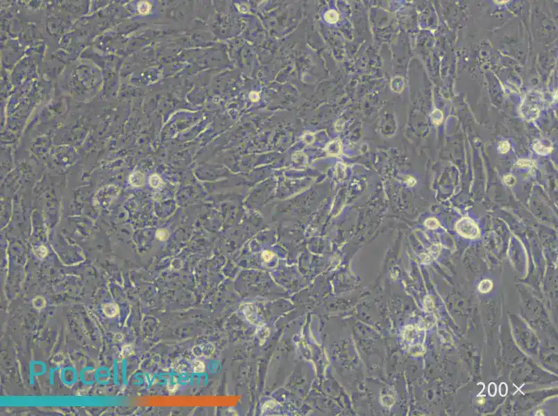 VMRC-RCZ Cell Complete Medium - 6