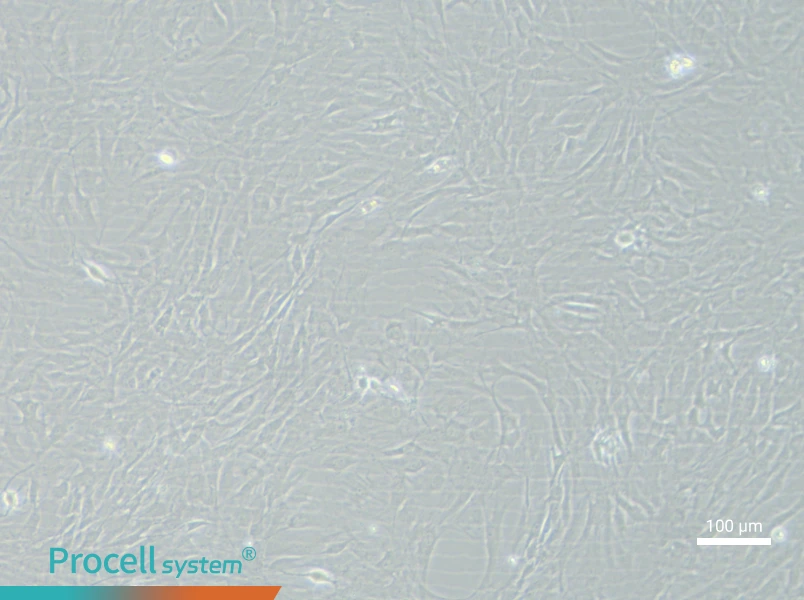 Rat Chondrocyte (Primary cell immortalization) Complete MediumRat Chondrocyte (Primary cell immortalization) Complete Medium - 2