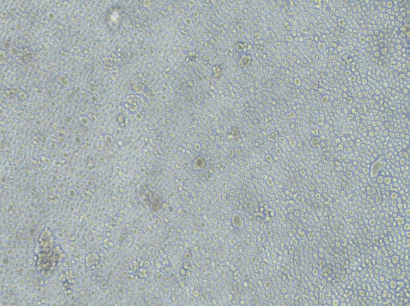 LP-1 Cell Complete MediumLP-1 Cell Complete Medium - 2