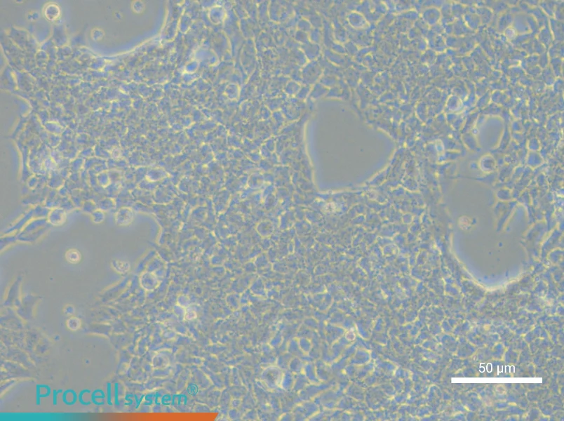 RD-ES Cell Complete MediumRD-ES Cell Complete Medium - 4