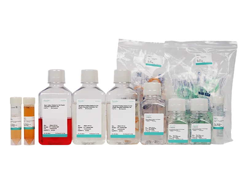 Rat Liver Sinusoidal Endothelial Cells Isolation and Culture Kit - small - 3