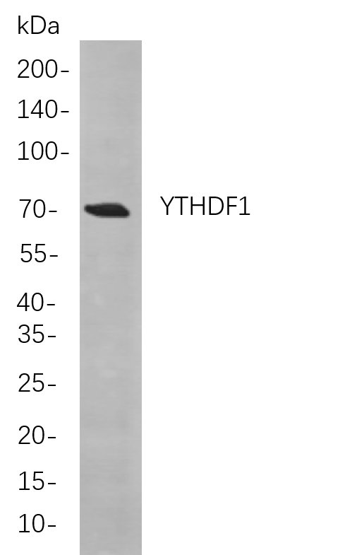 Recombinant YTHDF1 Monoclonal Antibody-searchlist-1