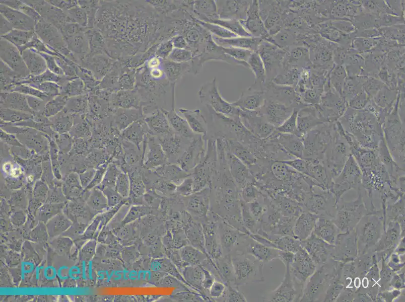 MC3T3-E1 Subclone 14 Cell Complete Medium - small - 5