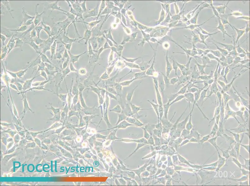 RG2[D74] Cell Complete Medium - 5