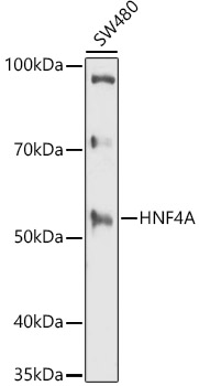 Western blot analysis of extracts of SW480 cells using HNF4A Polyclonal Antibody at 1:1000 dilution.