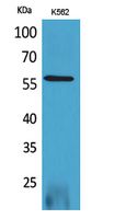 Western Blot analysis of K562 cells with RUNX2 Polyclonal Antibody.