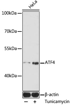 Western blot analysis of extracts of HeLa cells using ATF4 Polyclonal Antibody at 1:1000 dilution.HeLa cells were treated by tunicamycin (2 ug/mL) for 8 hours.