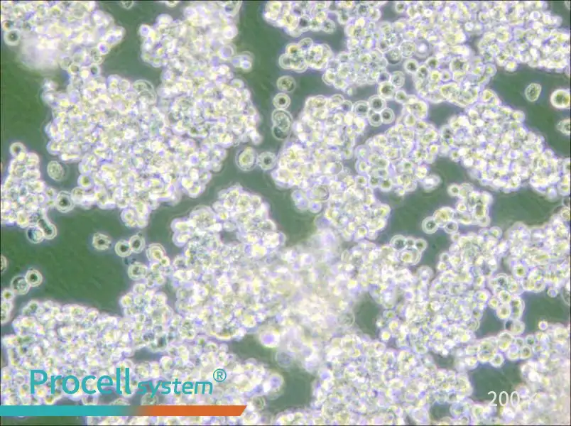 NCI-H524NCI-H524 - 4