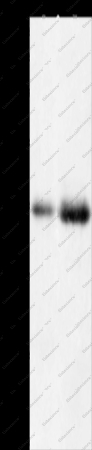 HDAC1 Polyclonal Antibody - 1