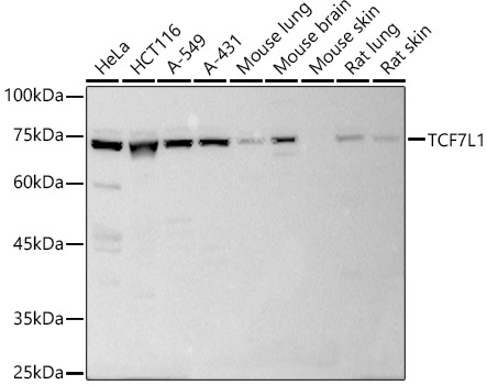 Western blot analysis of extracts of various cell lines using TCF7L1 Polyclonal Antibody at 1:1000 dilution.