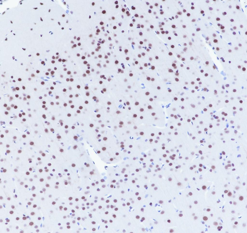 Recombinant SIN3A Monoclonal Antibody - small - 4