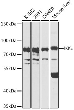 Western blot analysis of extracts of various cell lines using IKKε Polyclonal Antibody at 1:1000 dilution.