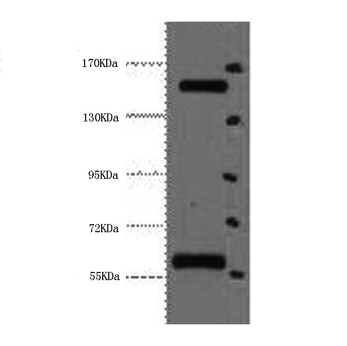 Western Blot analysis of Hela cells using CD45 Monoclonal Antibody at dilution of 1:2000.